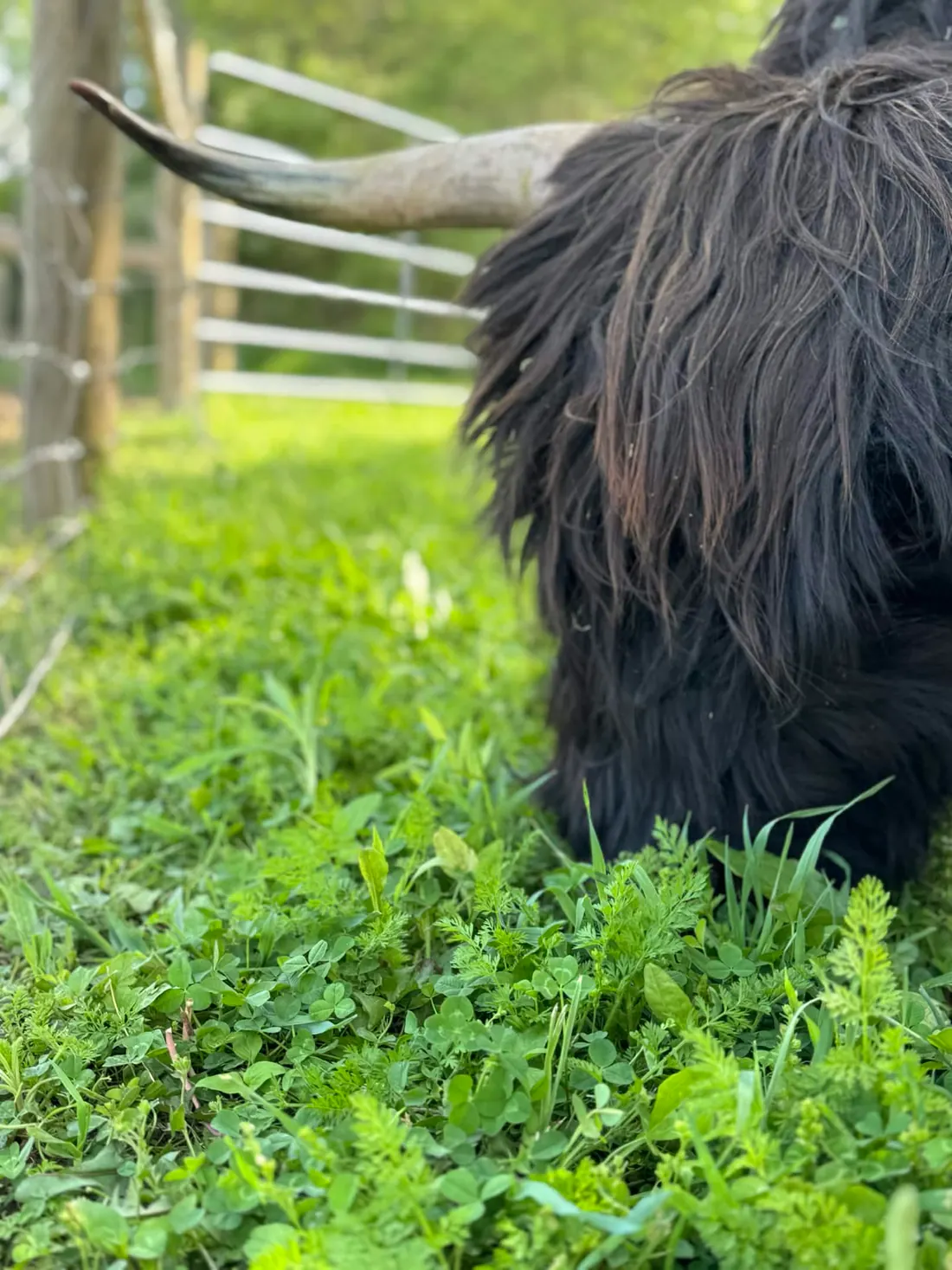 Highland Cow